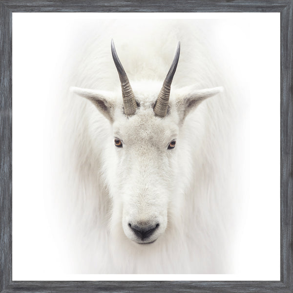 Mod. Farm - Mountain Goat - Mini Grey