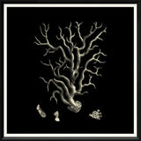 BLACK & TAN CORAL I