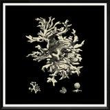 BLACK & TAN CORAL III