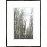 Gerona Trees