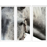 DAPPLED GREY - TRIPTYCH