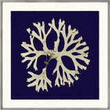 SEAWEED ON NAVY I
