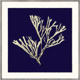 SEAWEED ON NAVY II