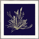 SEAWEED ON NAVY III