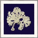 SEAWEED ON NAVY IV