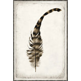 Feather Study I