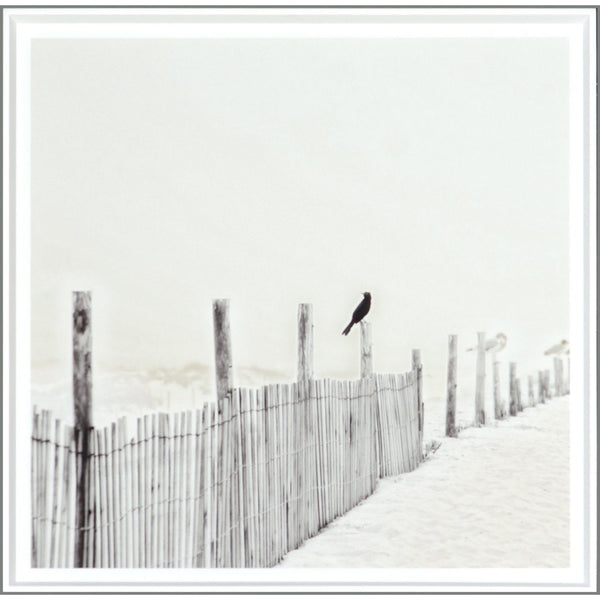 Blackbird On Fence