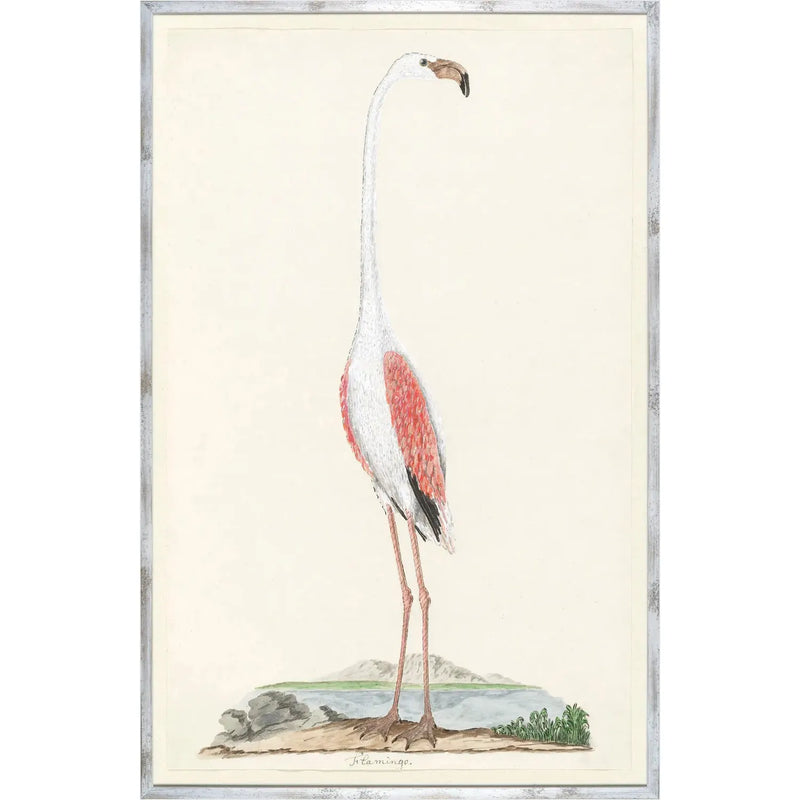 Gordon's Flamingo Circa 1777 - Framed