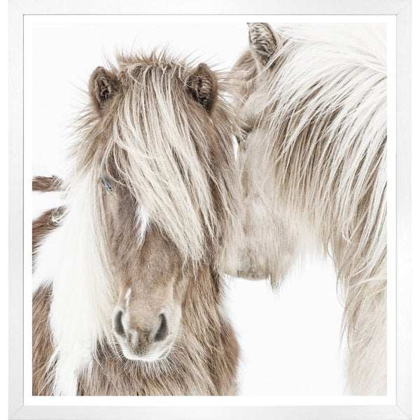 Icelandic Ponies - Large