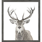 Stag Grey - Framed Small