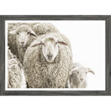 Wooley Stare Grey - Framed Small