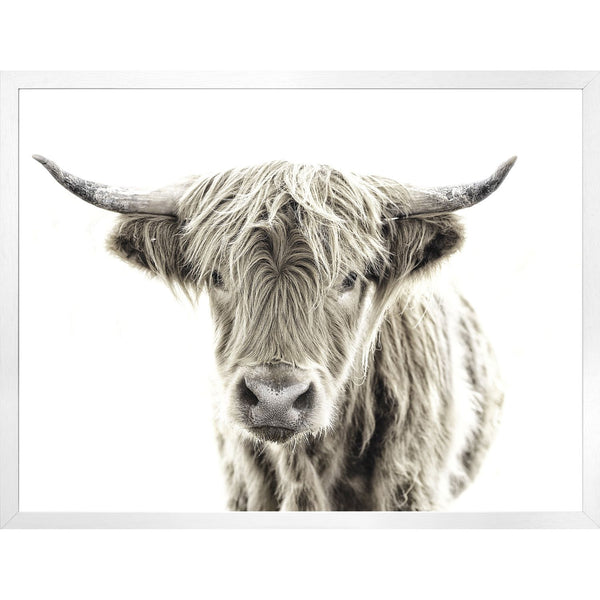 Highland Cow - Framed