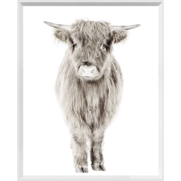 Highland Calf - Framed