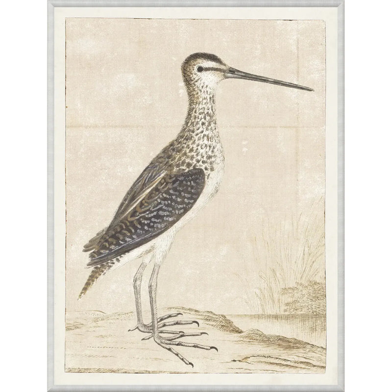 Gordon Afircan Snipe - Framed