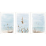 Dune Grass - Triptych