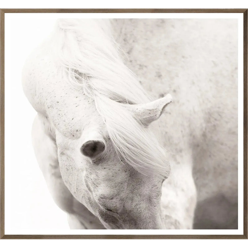 Equine Portrait