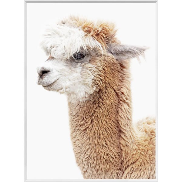 Llama Portrait