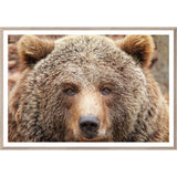 Natural - Grizzly - Large