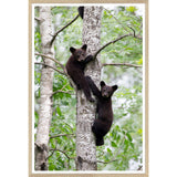 Natural - Black Bear Cubs - Framed Small