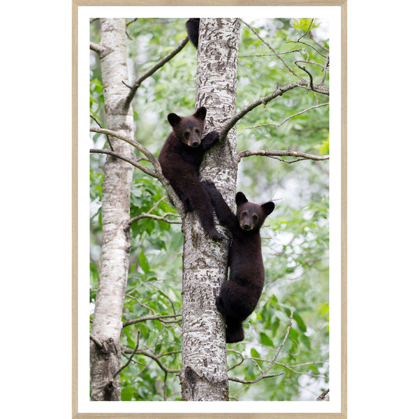Natural - Black Bear Cubs - Framed Large