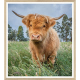 Natural - Highland Calf - Small