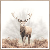 Red Deer Stag
