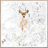 Colorado Mule Deer - Natural