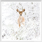 Mod. Farm - Colorado Mule Deer - Mini White