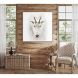 Mountain Goat