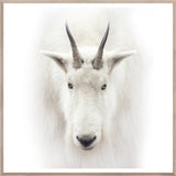 Mountain Goat