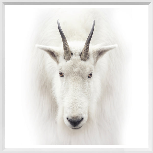 Mod. Farm - Mountain Goat - Mini White
