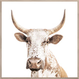Nguni - Large