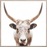 Watusi - Large