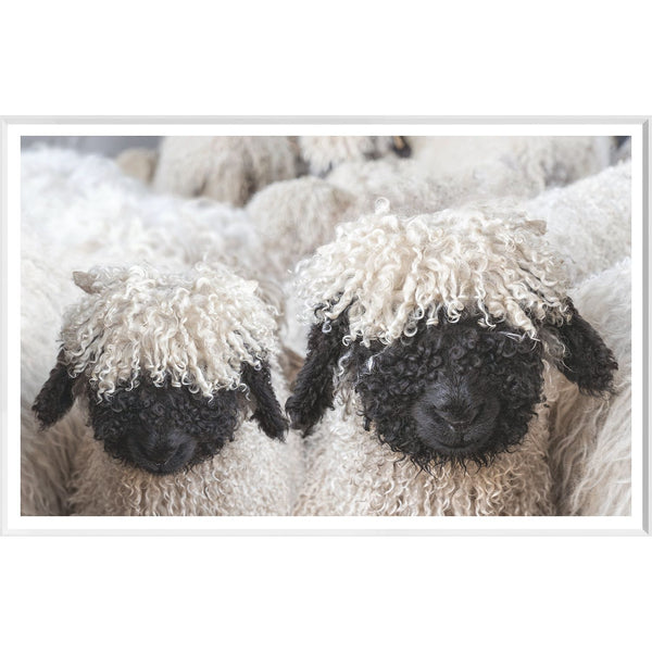 Valais Blacknose Sheep - Large