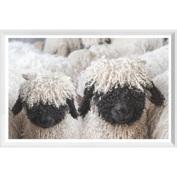 Valais Blacknose Sheep - Mini