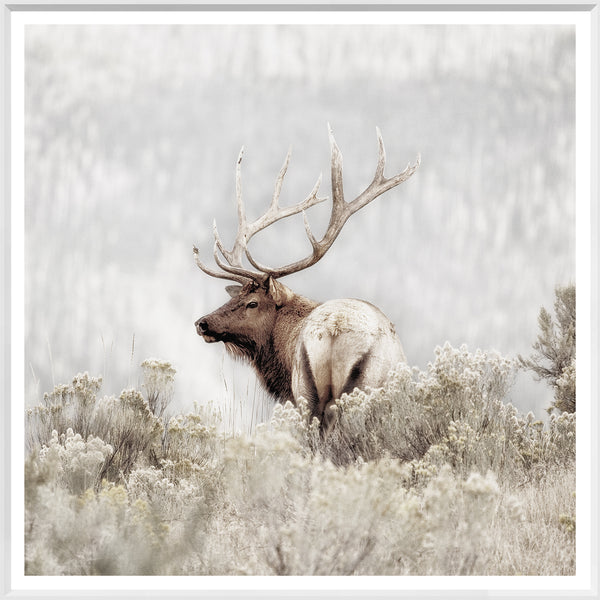 Rocky Mountain Elk  - Large