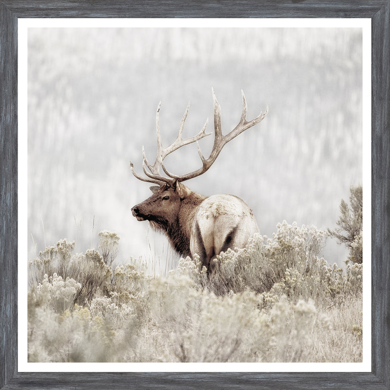 Rocky Mountain Elk - Mini