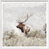 Rocky Mountain Elk - Mini