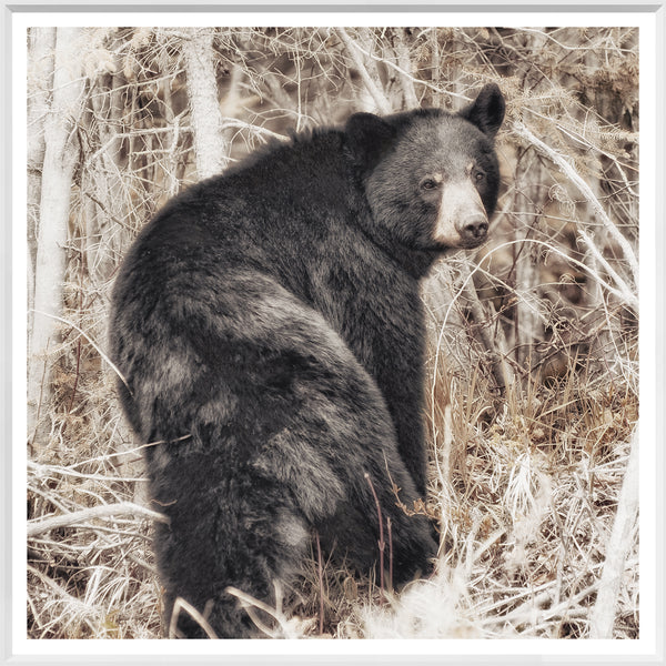 Black Bear  - Large