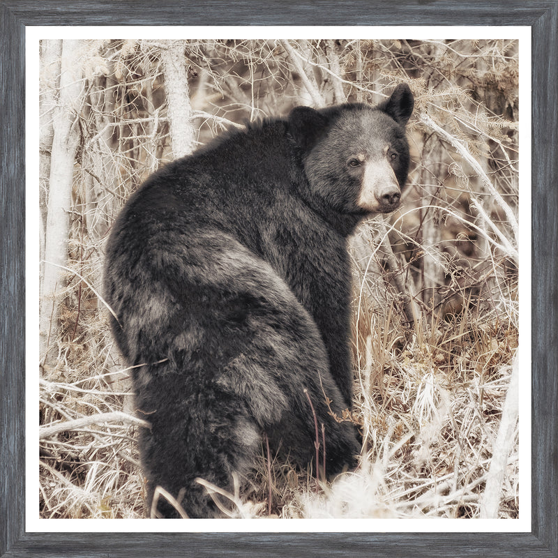 Black Bear - Mini