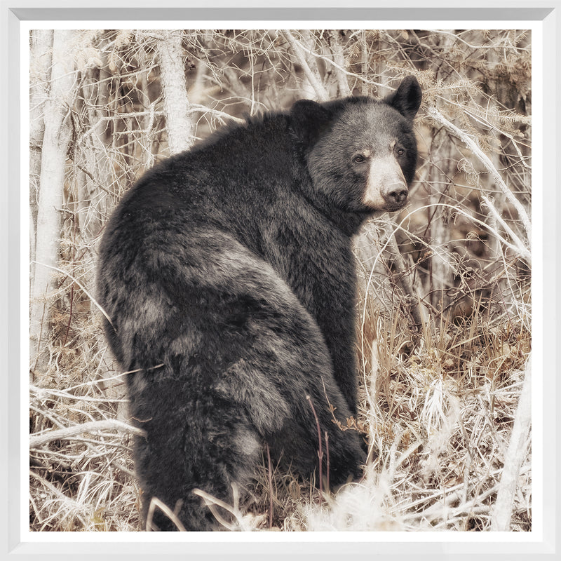 Black Bear - Mini