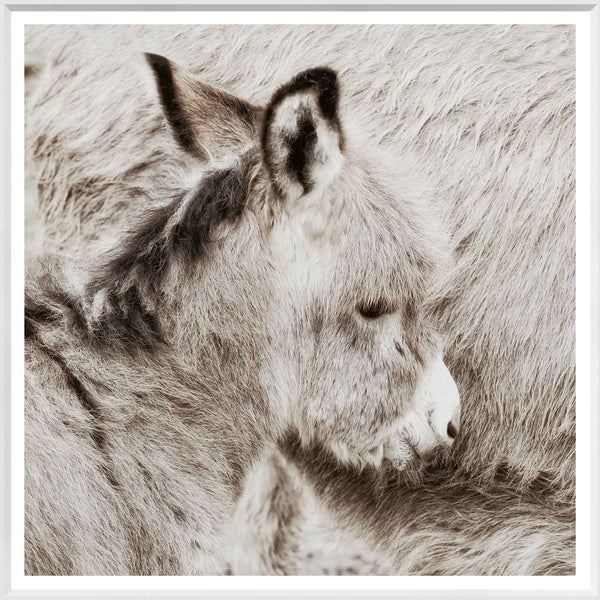 Donkey Foal - Large