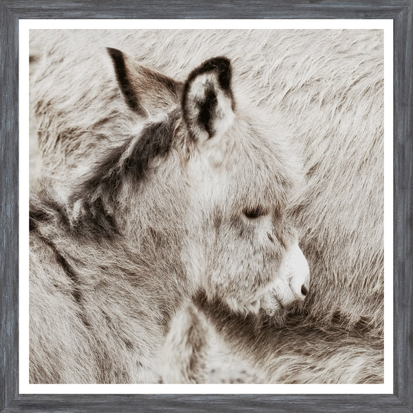 Donkey Foal - Mini