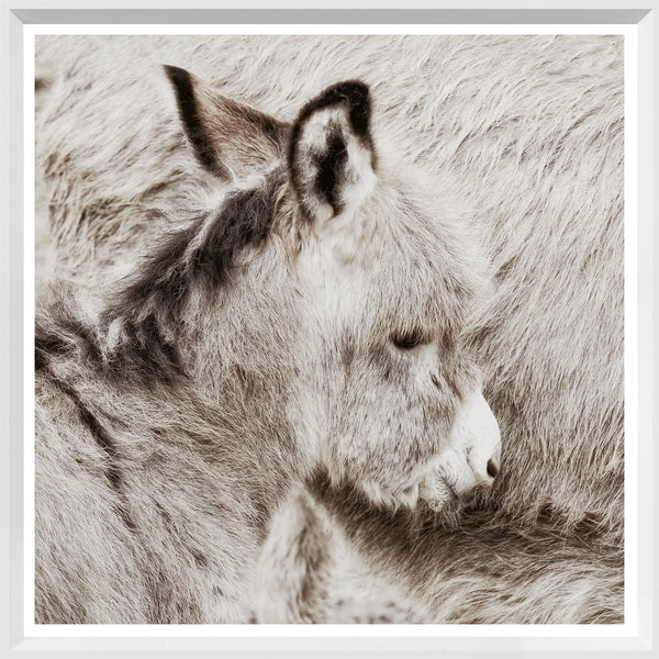 Donkey Foal - Mini