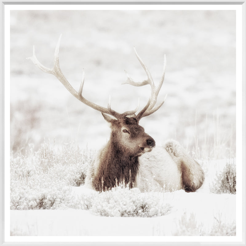 Bull Elk In Winter - Large