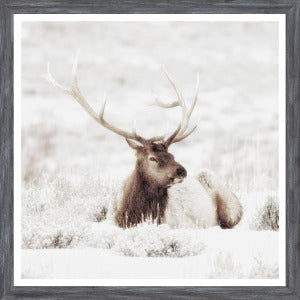 Bull Elk In Winter - Mini