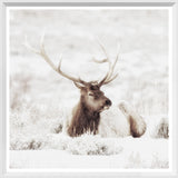 Bull Elk In Winter - Mini