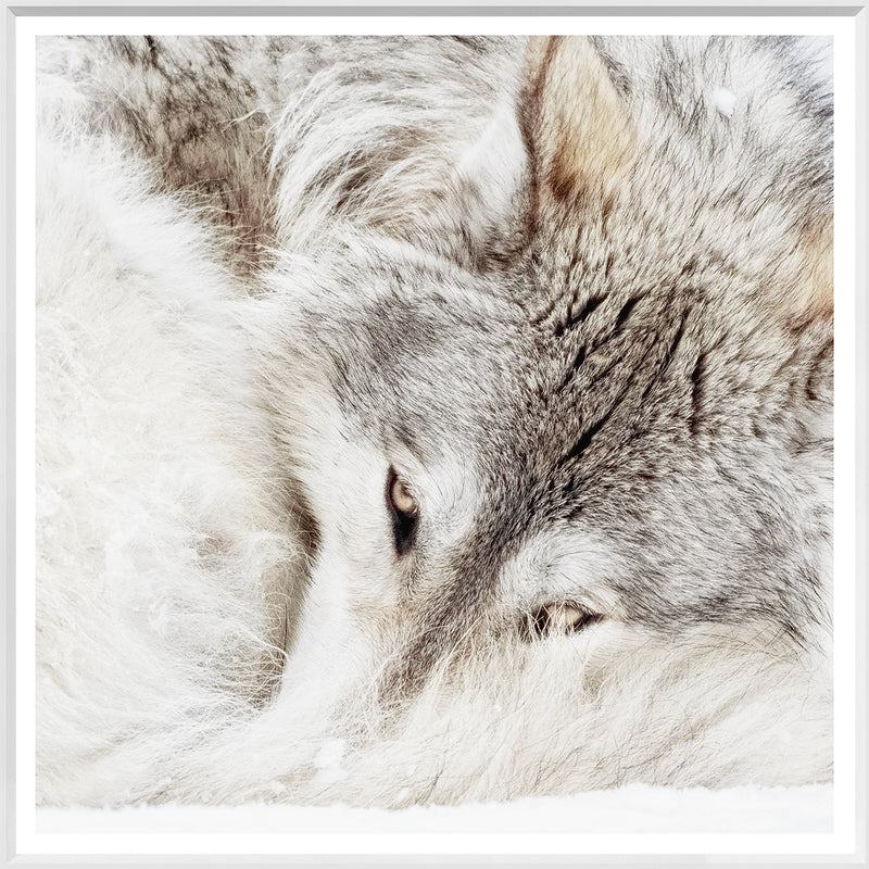 Grey Wolf - Large