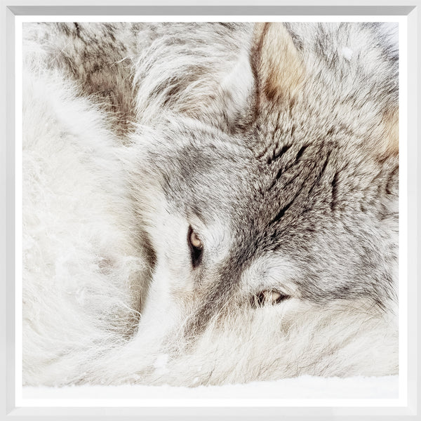 Grey Wolf - Mini