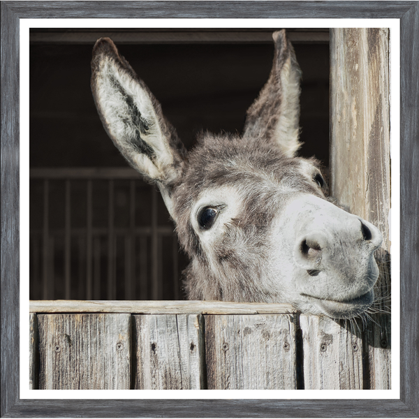 Happy Donkey Mini